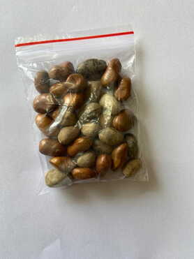 Ehuru/Ehu/Ariwo/Calabash Nutmeg/Jamaican Nutmeg/ African Nutmeg Unpeeled 25g