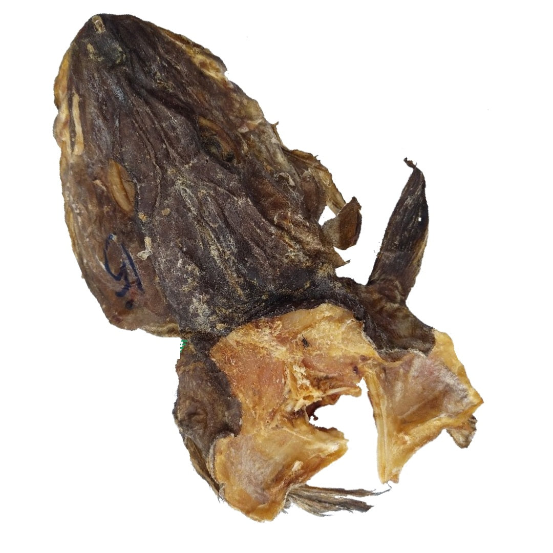 Stockfish Head