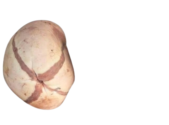 Kola Nuts Oji