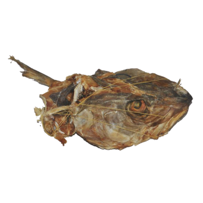 Stockfish Head